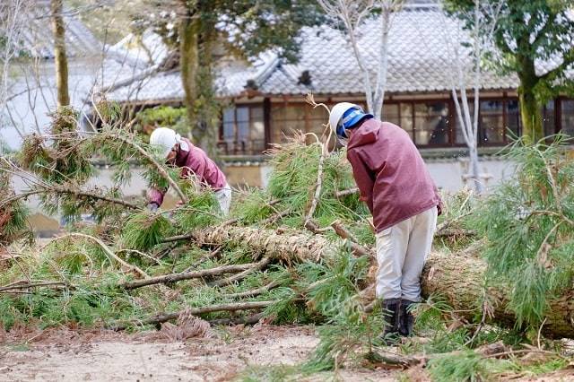 伐採の工事内容について